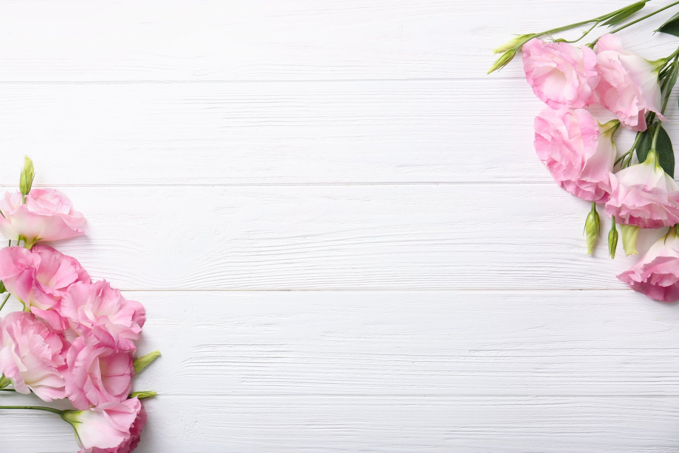 Fresh Pink Flowers on Wooden Background